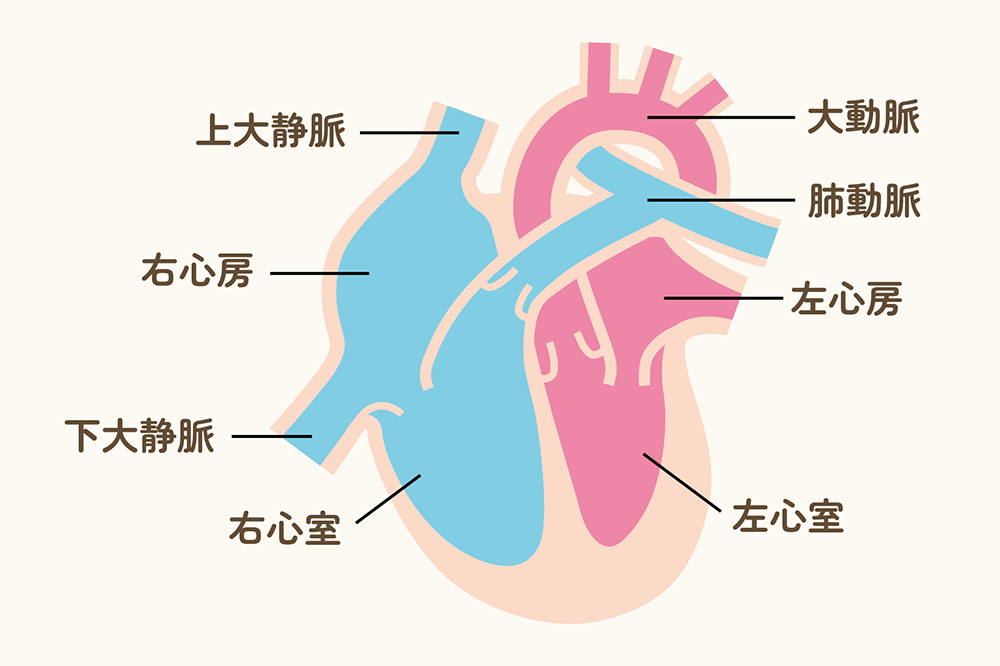 大分市のにのみや内科・循環器科のご案内