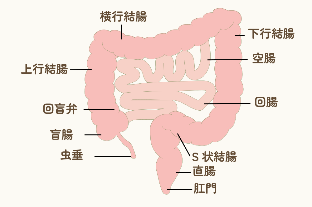 大分市のにのみや内科・消化器科のご案内